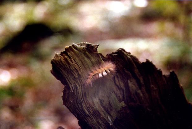 (c)H.-Ulrich Apel